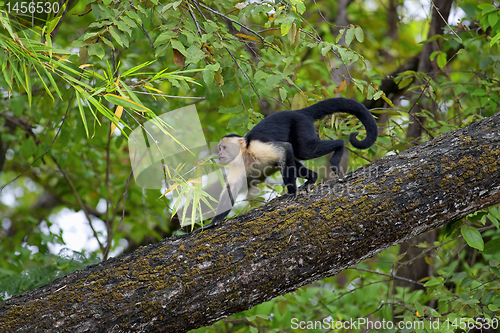 Image of White faced Capuchin
