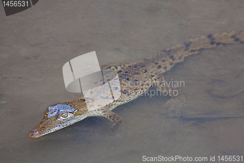 Image of Baby Crocodile in the water