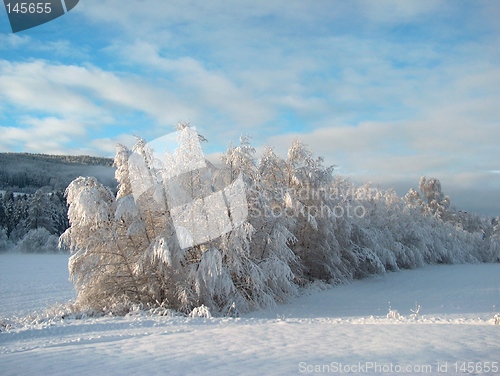 Image of Frozen trees