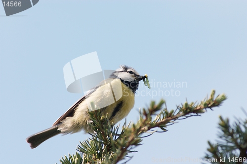 Image of Blue tit with caterpillar