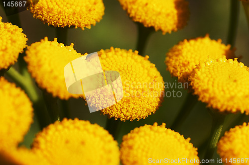 Image of Flower texture
