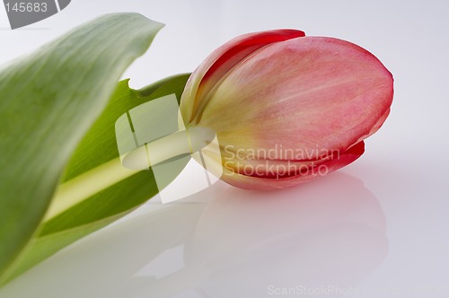 Image of Tulip