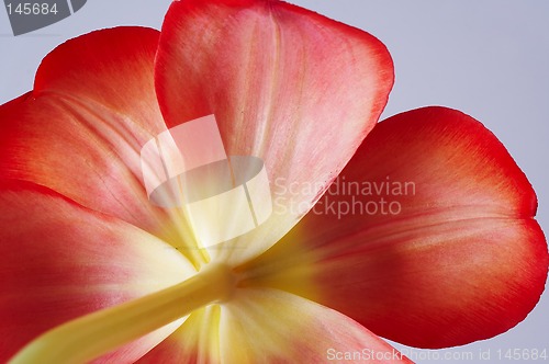 Image of Tulip