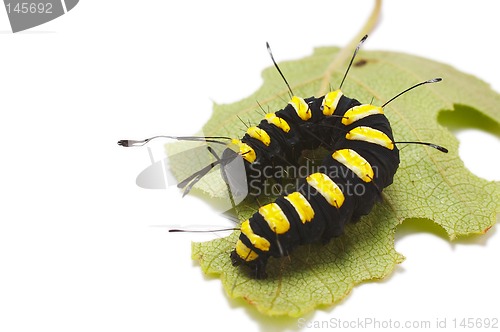 Image of Caterpillar