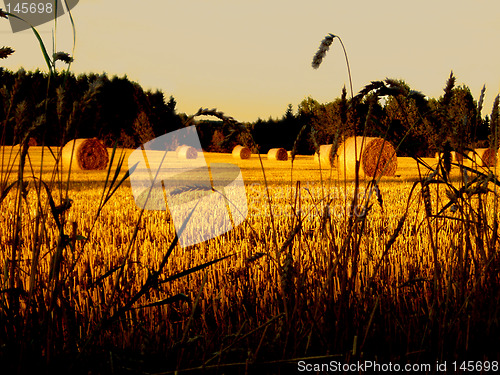 Image of Harvest