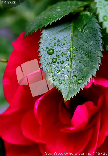 Image of rose