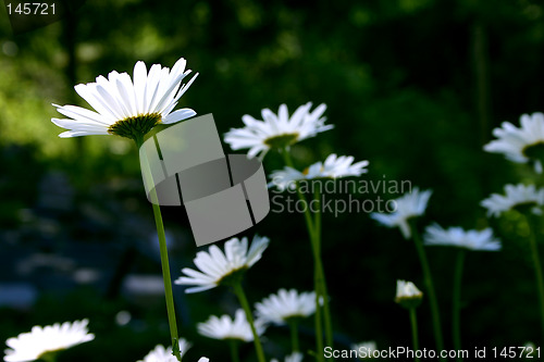 Image of secret garden