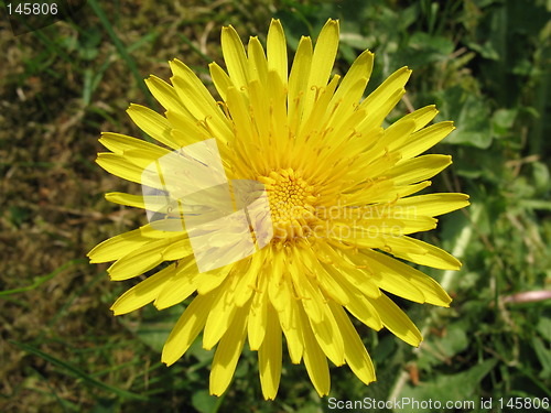 Image of dandelion