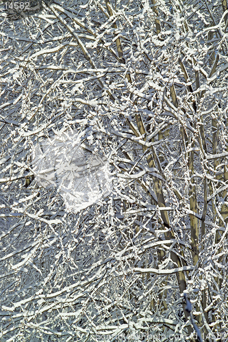 Image of First Snow of Winter, Michigan, USA. The trees have tiny red berries (incredible detail, 14MP camera).