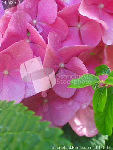 Image of Pink flower