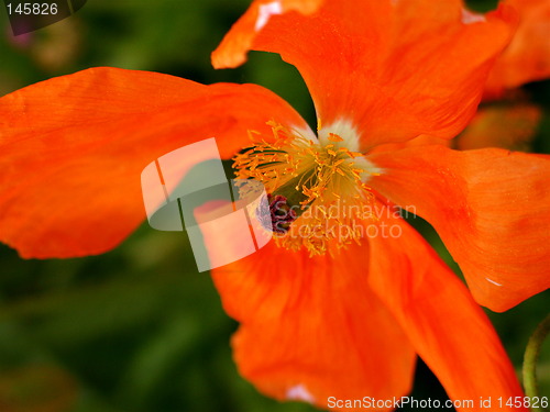 Image of Orange flower