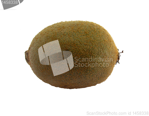 Image of kiwi 