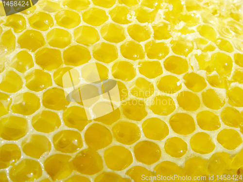 Image of honey combs 
