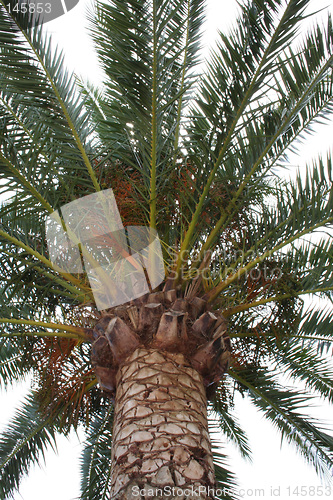 Image of Palme tree