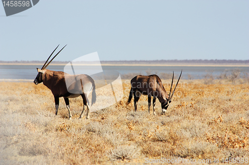 Image of Couple of horns