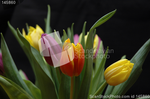 Image of Tulips