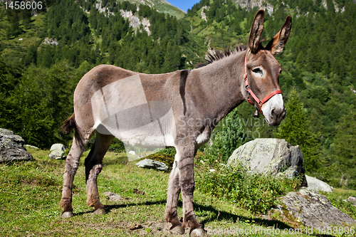 Image of Donkey on Italian Alps