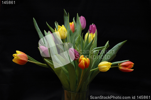 Image of Tulips