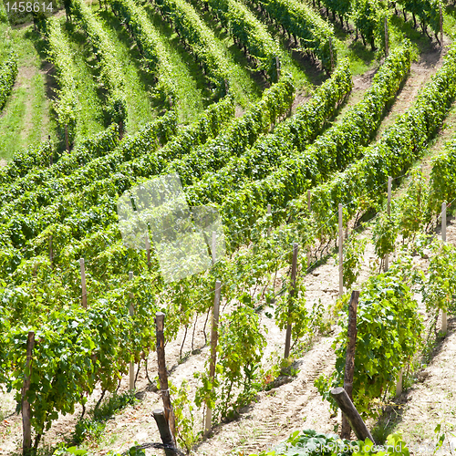 Image of Italy - Piedmont region. Barbera vineyard