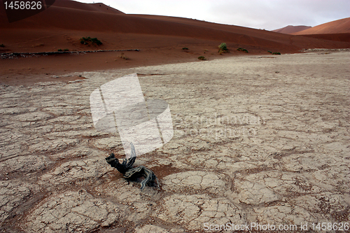 Image of  desert