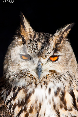 Image of Royal owl - Bubo Bubo