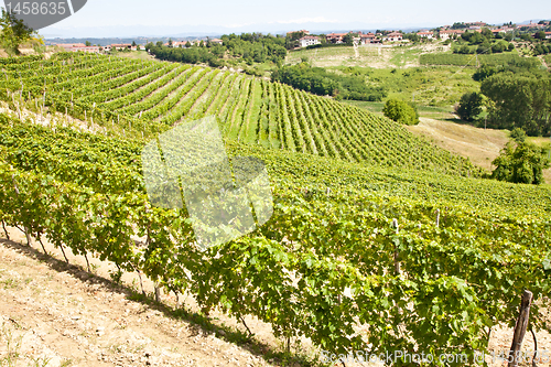 Image of Italy - Piedmont region. Barbera vineyard