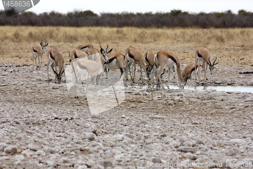 Image of Group of Black Faced Impala