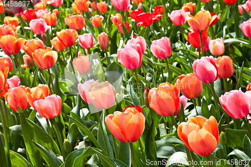 Image of Spring tulips impregnated by the sun