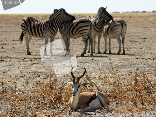 Image of Zebras and Impala