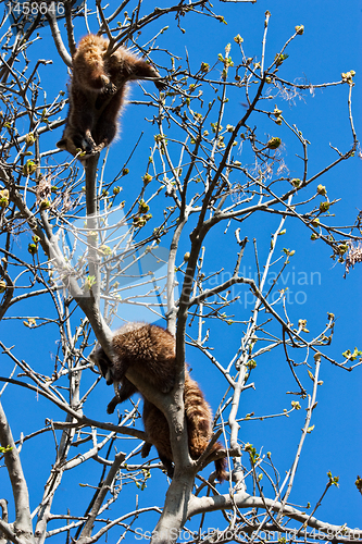 Image of Procyon lotor Linnaeus