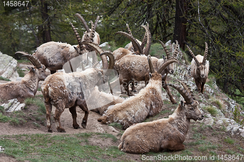 Image of Capra Ibex - Italian Alps