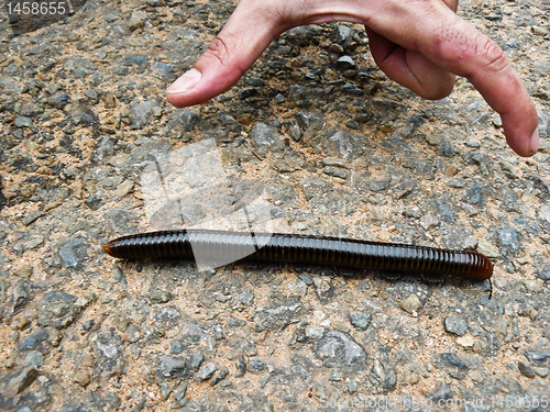 Image of Giant Centipede