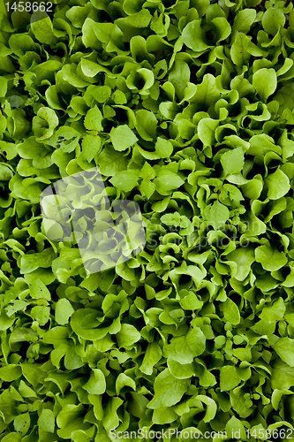 Image of Green salad