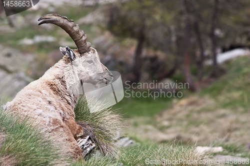 Image of Capra Ibex - Italian Alps