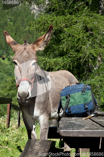 Image of Donkey close up