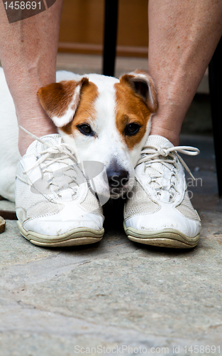 Image of Cute dog looking for protection