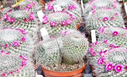 Image of Cactus plant