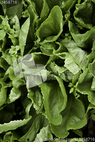 Image of Green salad