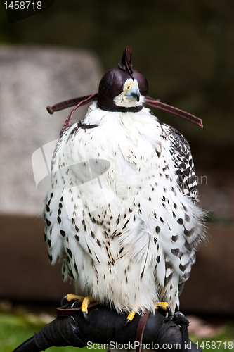 Image of Gyr Falcon