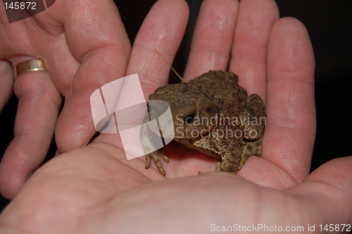 Image of frog