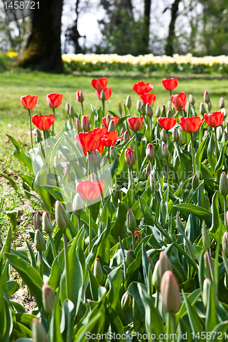 Image of Spring tulips impregnated by the sun