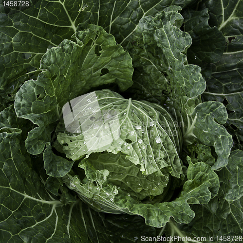 Image of Cabbage