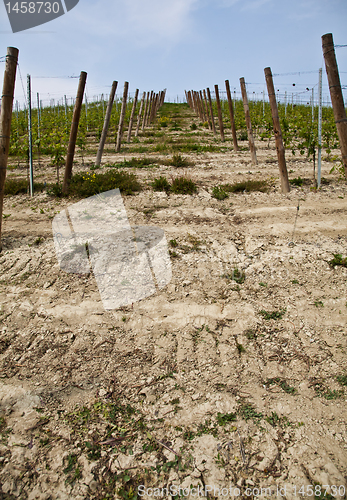 Image of Barbera vineyard - Italy