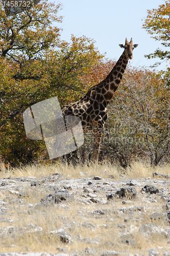 Image of Giraffe