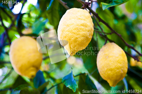 Image of Lemon