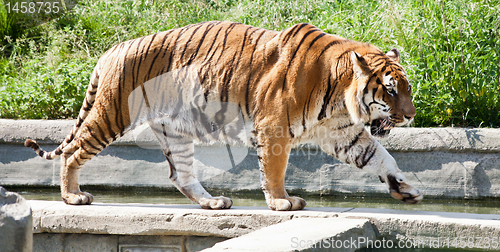 Image of Walking tiger (Panthera Tigris)