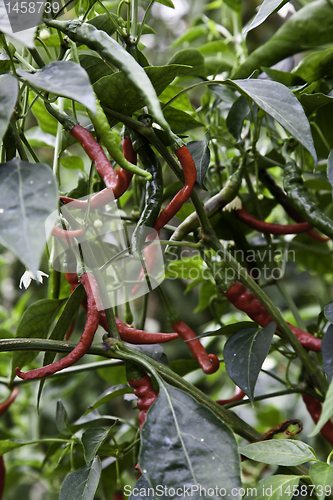 Image of Red peppers