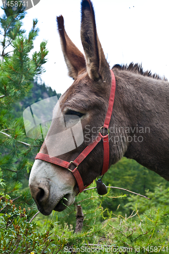 Image of Donkey on Italian Alps