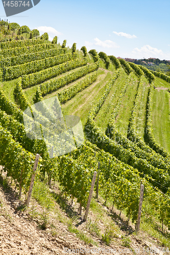 Image of Vineyard in Italy