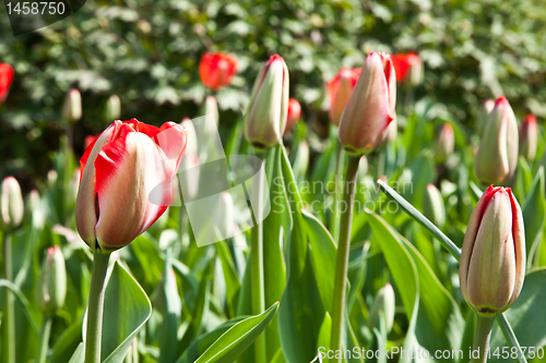 Image of Spring tulips impregnated by the sun